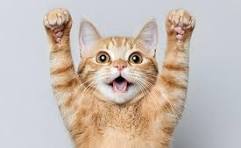 Catto Man profile picture